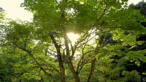 0063 tree slider Stock Footage 91483203