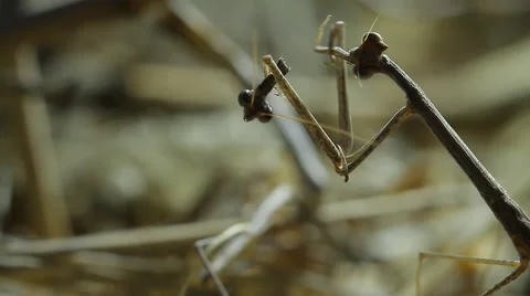 0064 mantis kalahari Stock Footage 42392166