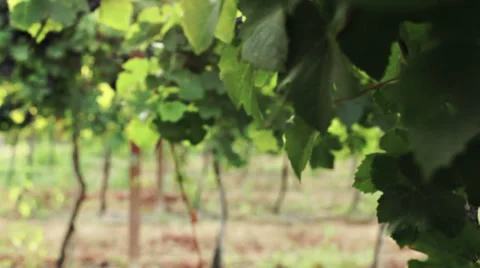 0064 vinyard Video stock 30895598