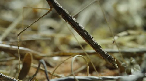 0066 mantis kalahari Stock Footage 42401765