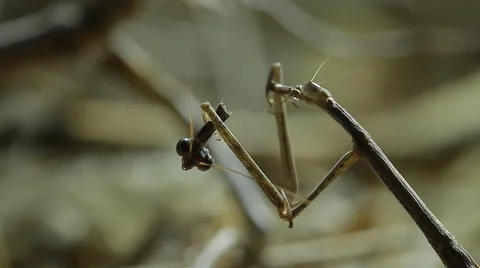 0067 mantis kalahari Stock Footage 42406125