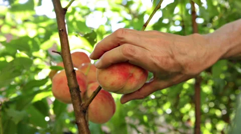 0067 Picking white peaches Video stock 31017500
