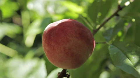 0069 Picking white peaches Video stock 30686347