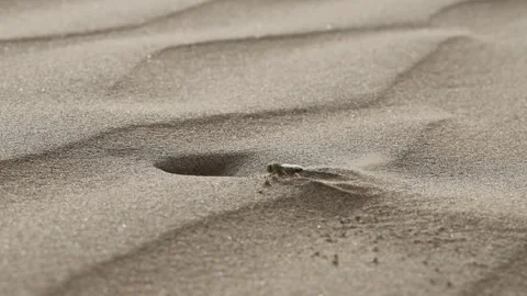 006A0434 Stock Footage 311730787