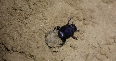 006A1864 111-2 库存影片 311728884