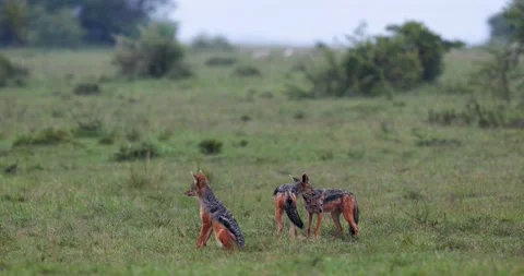 006A2707 库存影片 311730219