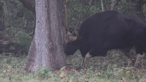 006A2819 库存影片 311730399