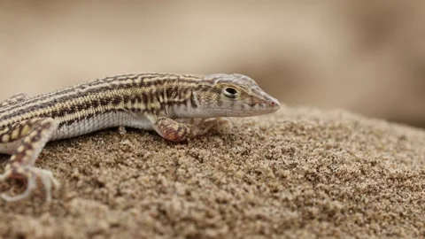 006A9638 库存影片 311729209