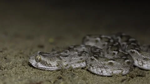 006A9766 1 库存影片 311729746