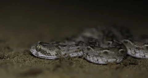 006A9767 2 库存影片 311729569