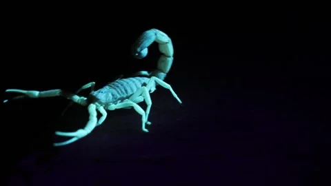 006A9854 库存影片 311729074