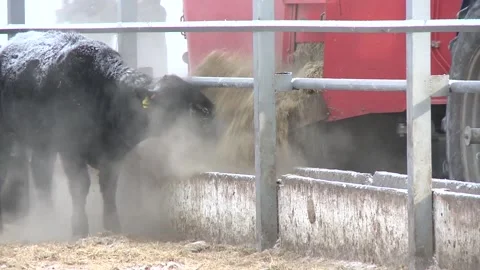 006The feed dispenser is doing its job. Stock Footage 164786693