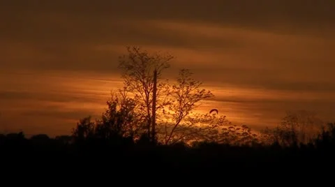 007 Bird stork flying on a background sunset Video stock 25144235