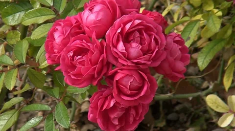 007 A flower is a rose red.mp4 Stock Footage 32377762