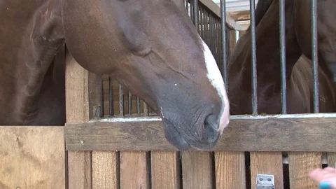 007 Horses in the stables Stock Footage 77551528