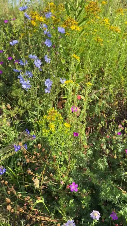 007 Summer Bloom Light Video stock 325987428