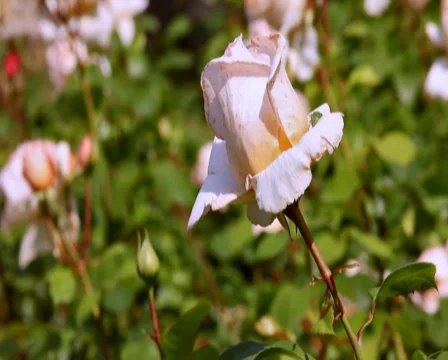 0073 Flores PAL Video stock 5663031