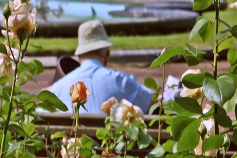 0074 Flores NTSC Video stock 5680087