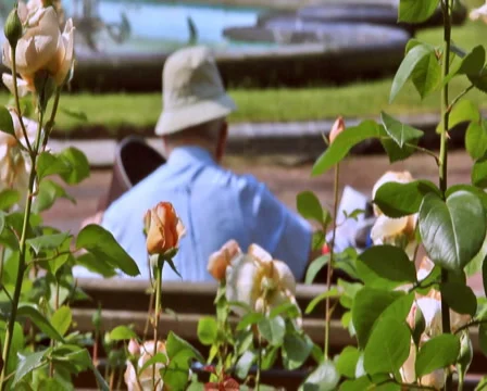 0074 Flores PAL Stock Footage 5681524
