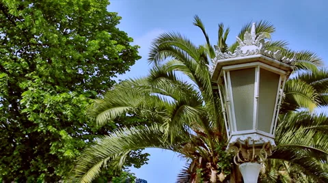 0075 Palmeras HD25 Stock Footage 5694453