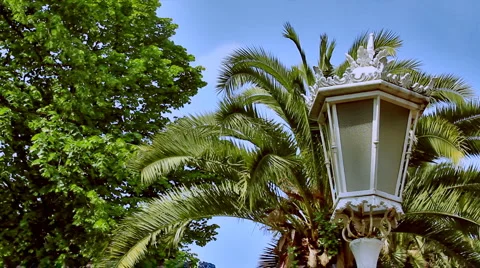 0075 Palmeras HD30 Video stock 5701007
