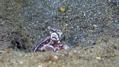 0076 - Mimic octopus close-up Stock Footage 72572907