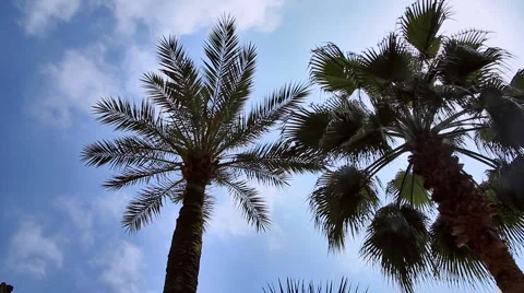 0076 Palmeras HD25 Stock Footage 5701335