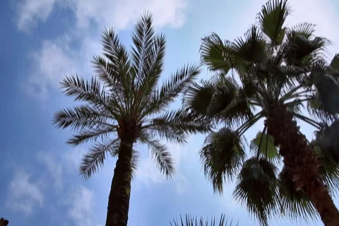 0076 Palmeras NTSC Stock Footage 5710972