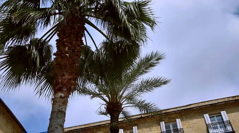 0077 Palmeras HD30 Stock-Footage 5733583