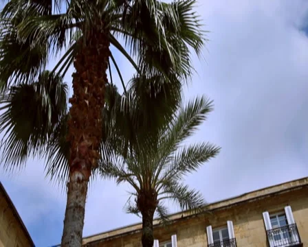 0077 Palmeras PAL Stock Footage 5737306