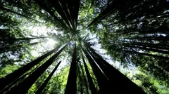 Canopy of Giant Redwood Trees