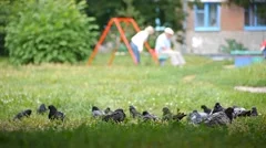 pigeons near playground  fly forth