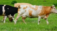 herd of cows on pasture