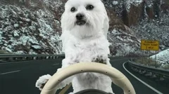 Dog Drives On Snowy Country Road?