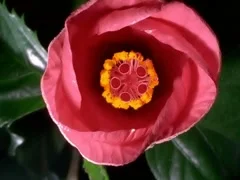 Red Hibiscus Flower Blooming in Time-lapse – 640x480