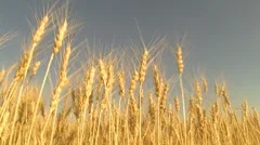 harvesting wheat field   