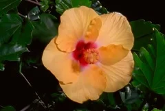 Yellow Hibiscus Flower Blooming in Time-lapse – NTSC