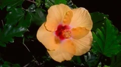 Yellow Hibiscus Flower Blooming in Time-lapse – HD