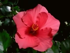 Red Hibiscus Flower Blooming in Time-lapse – 640x480