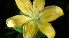 Yellow Lily Flower Blooming in Time-lapse – HD