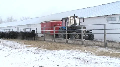 007The feed dispenser is doing its job. Stock Footage 164786699