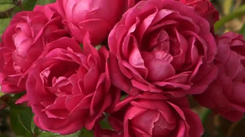 008 A flower is a rose red.mp4 Stock Footage 32377761