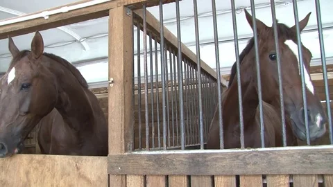 008 Horses in the stables 库存影片 77551526