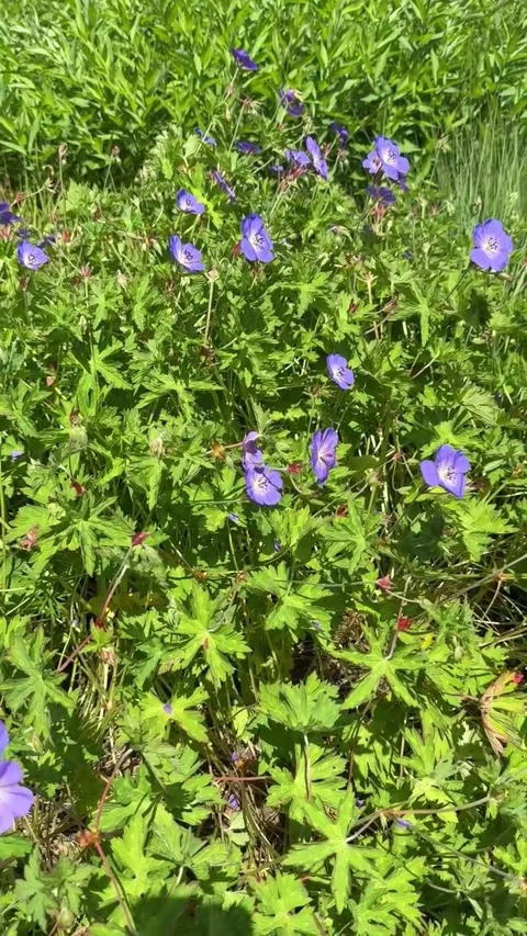 008 Violet Green Summer Stock Footage 325987427