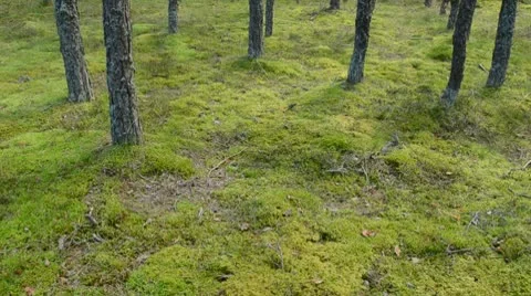 0081 Video stock 8853886