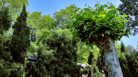 0081 Funicular HD30 Video stock 5806410