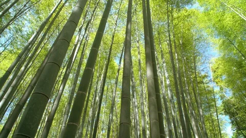 0085 bamboo forest Stock Footage 92122943