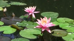 Beautiful pink lotus flowers floating in water