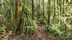 Walking through mossy tropical rainforest