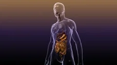 3D Human Body Anatomy: Digestive System (with Alpha)